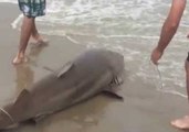 Bull Shark Reeled in on North Carolina Beach