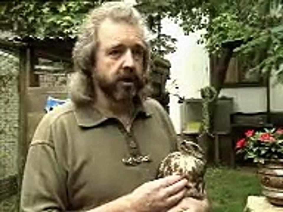 Bussard kommt frei - WDR Lokalzeit Köln