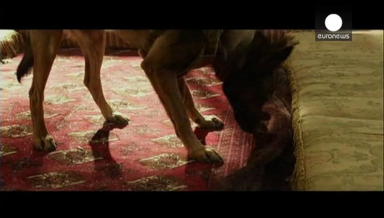 "max" - krieg aus der hundeperspektive