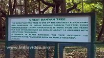 Great Banyan Tree, Video, Calcutta, West Bengal, Travel