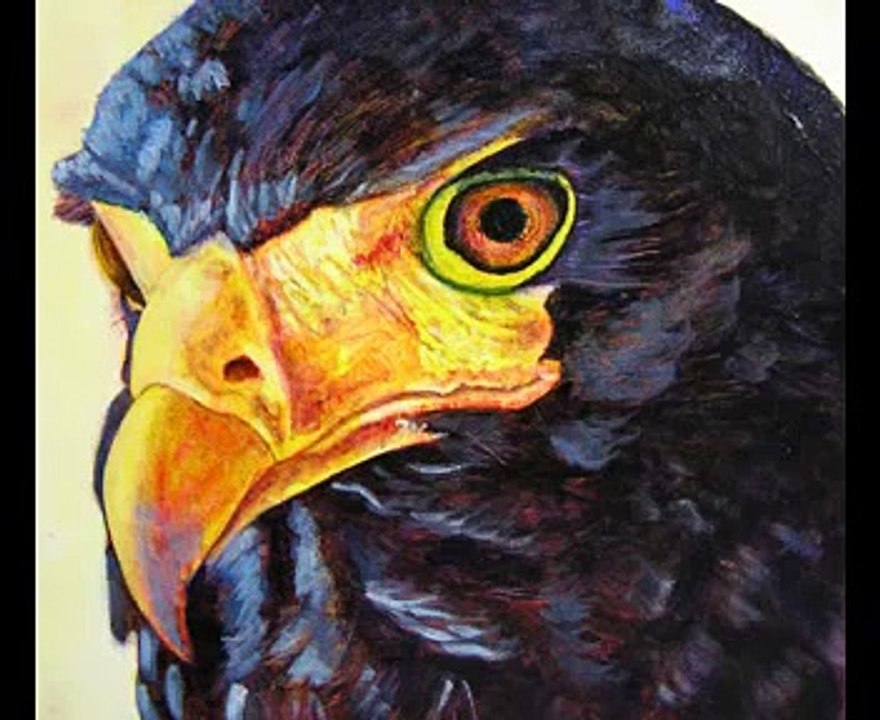 Bateleur Eagle.WMV