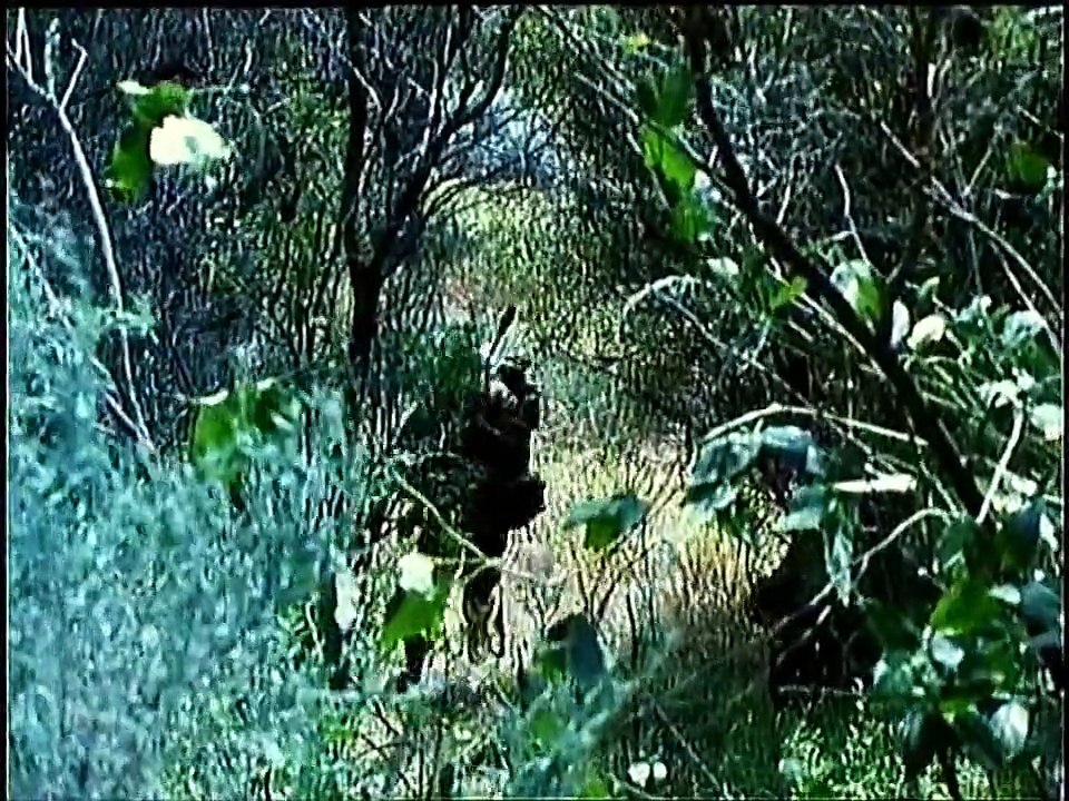 SASR. My 1984 Selection..( Pt1 ) Battle for the Golden Road.