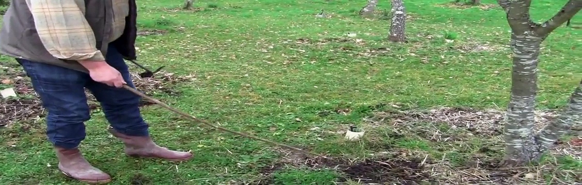 Cavage de truffes à la mouche