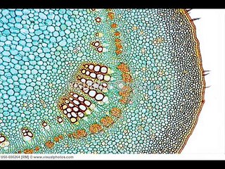 THANKS OF GREAT ALLAH VIDEO 8