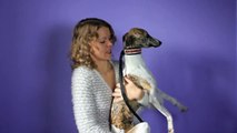 Whippet Leash Review: Jan's Martingales Walking Lead | TrollsNeedHugs