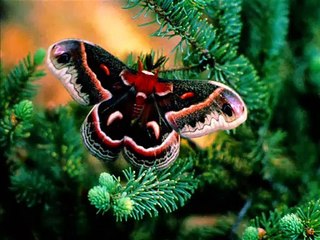 THANKS OF GREAT ALLAH VIDEO 9