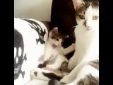 Un chaton imite sa maman qui se nettoie
