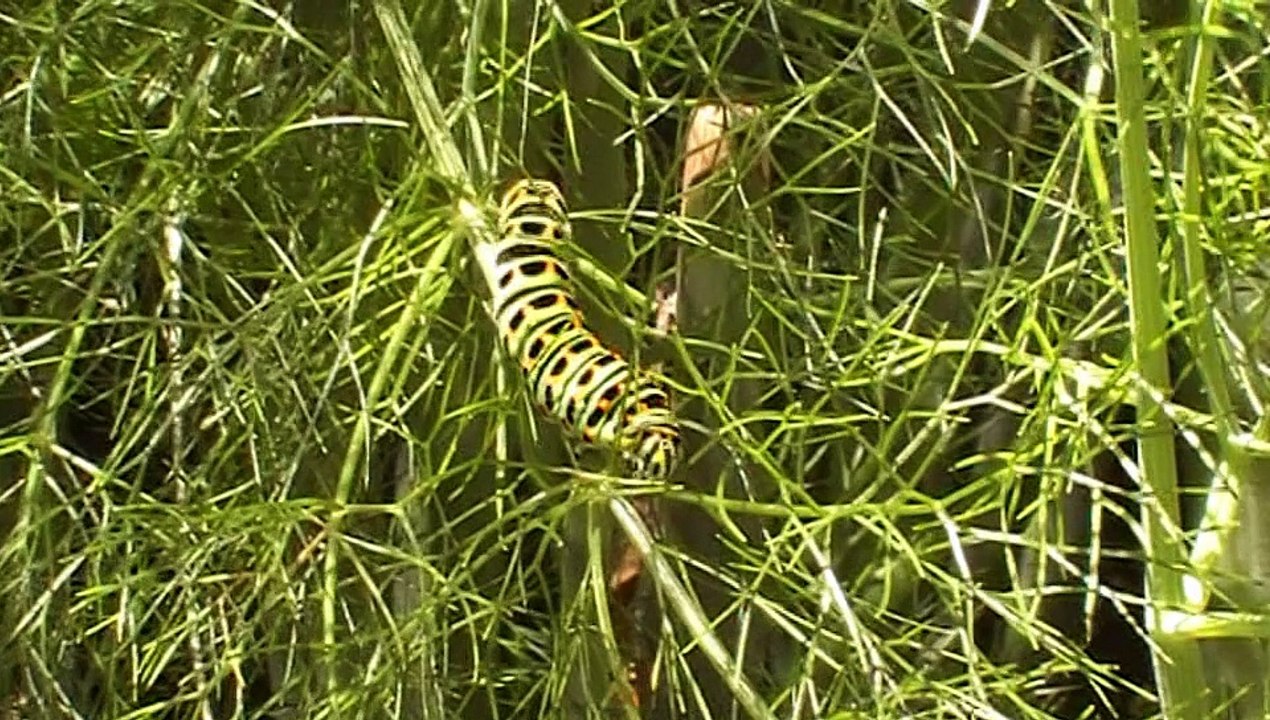 chenille machaon filmée en Bretagne région de Quimperlé 29