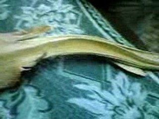 Paranormal - Weird Thing