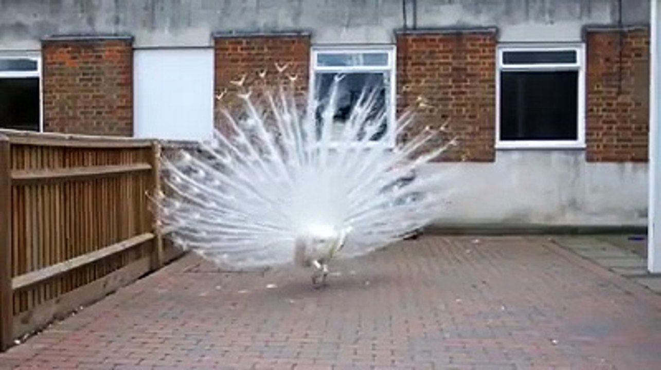 VID-20150625-WA0002.mp4
