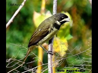 COLEIRO CANTO TRINDADE.