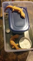 BLOOD RAPTOR CROSS X SUPER TANGELO