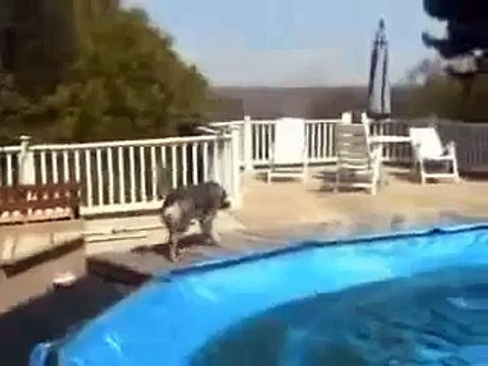 Dog with broken leg