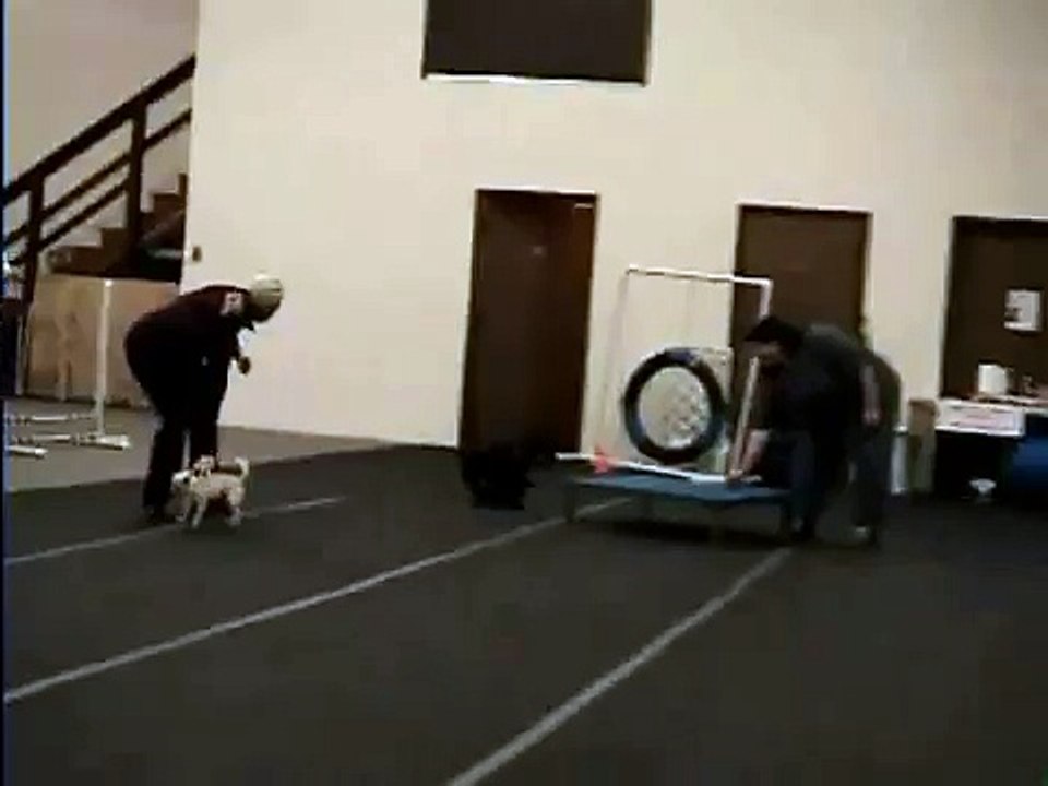 AGILITY CHIHUAHUA