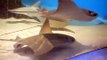 Cownose Rays Foraging - New England Aquarium