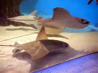 Cownose Rays Foraging - New England Aquarium
