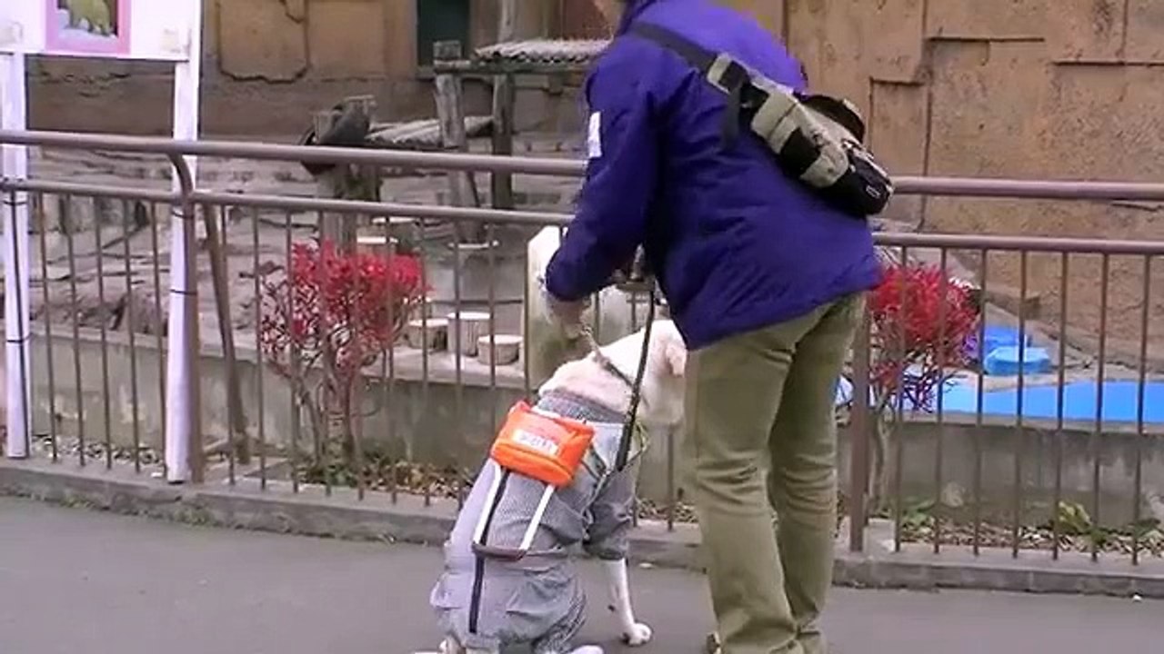 盲導犬を見たホッキョクグマ~Test~A seeing eye dog is made to stand before Polar Bears