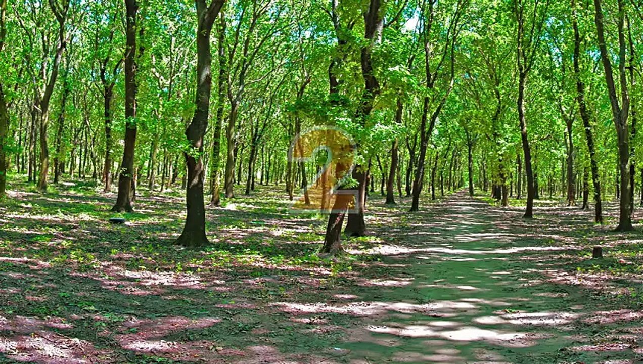 Hide 'n' Seek with Talking Ginger - Forest Fun
