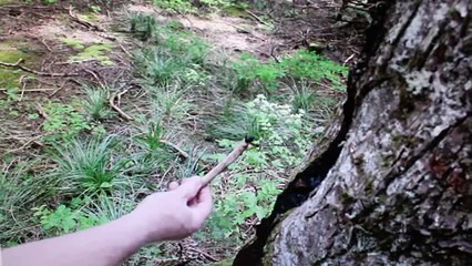 NATIONAL FOREST DYING, TREES SPLITTING & EMITTING BLACK GOO, NO ANIMALS, SECTIONS DEAD