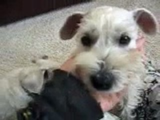 WHITE MINIATURE SCHNAUZER PUPPIES