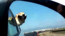 Funny Dog - Funny Dog Videos - Funny Dogs Flapping Cheeks On Car - Funny Dog Compition 2015