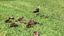 Baby Ducks 16 eating bread Monterra Cooper city Florida