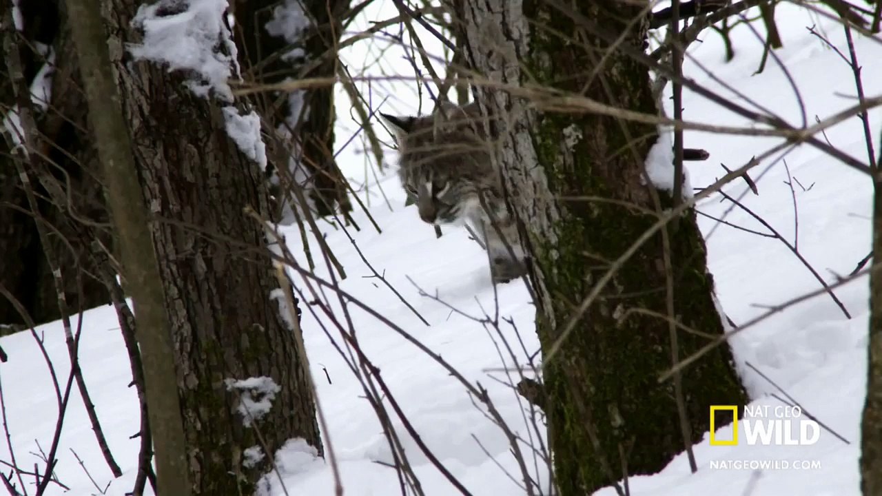Bobcat Prey