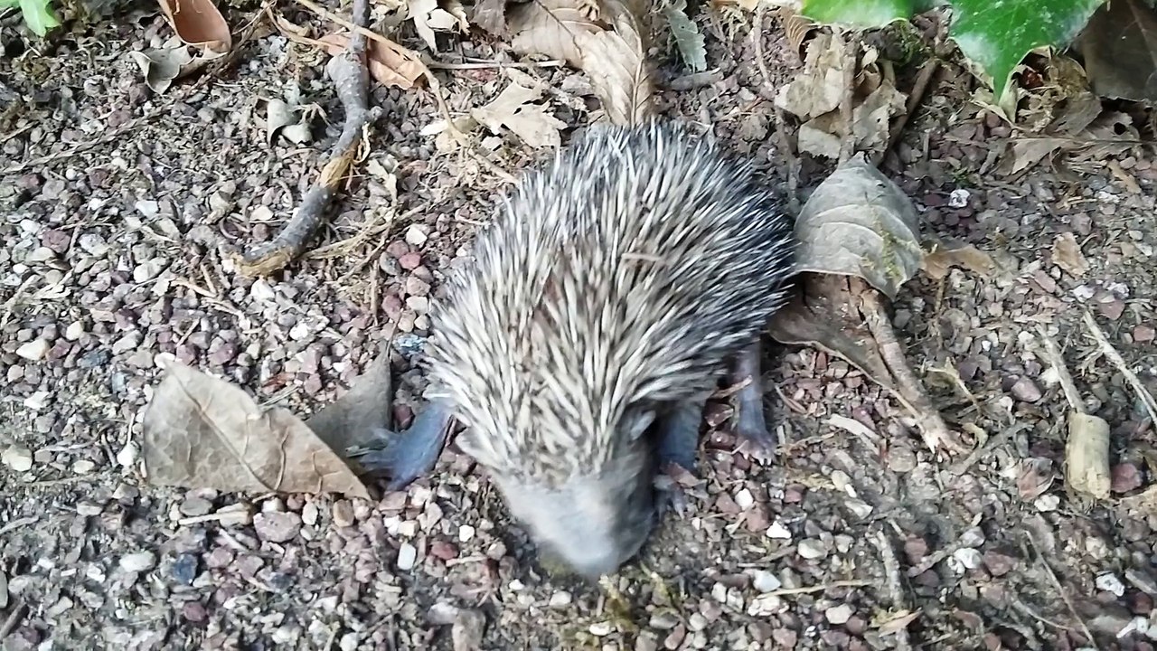 Bébé hérisson dans mon jardin. Baby hedgehog in my garden.