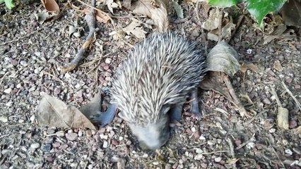 Bébé hérisson dans mon jardin. Baby hedgehog in my garden.