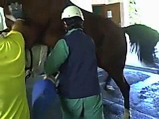 Semen collection of Trotter Horse