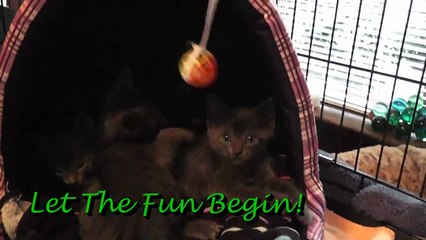 Our Foster Kittens' Big Day