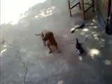 WATCH: Cat Fights Dog To Protect Her Kitten | Mama Cat Quickly Becomes Mama Bear | Cat Attacks Dog