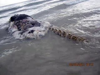 Неизвестное существо... Динозавры существуют... Невероятное видео. Морской монстр