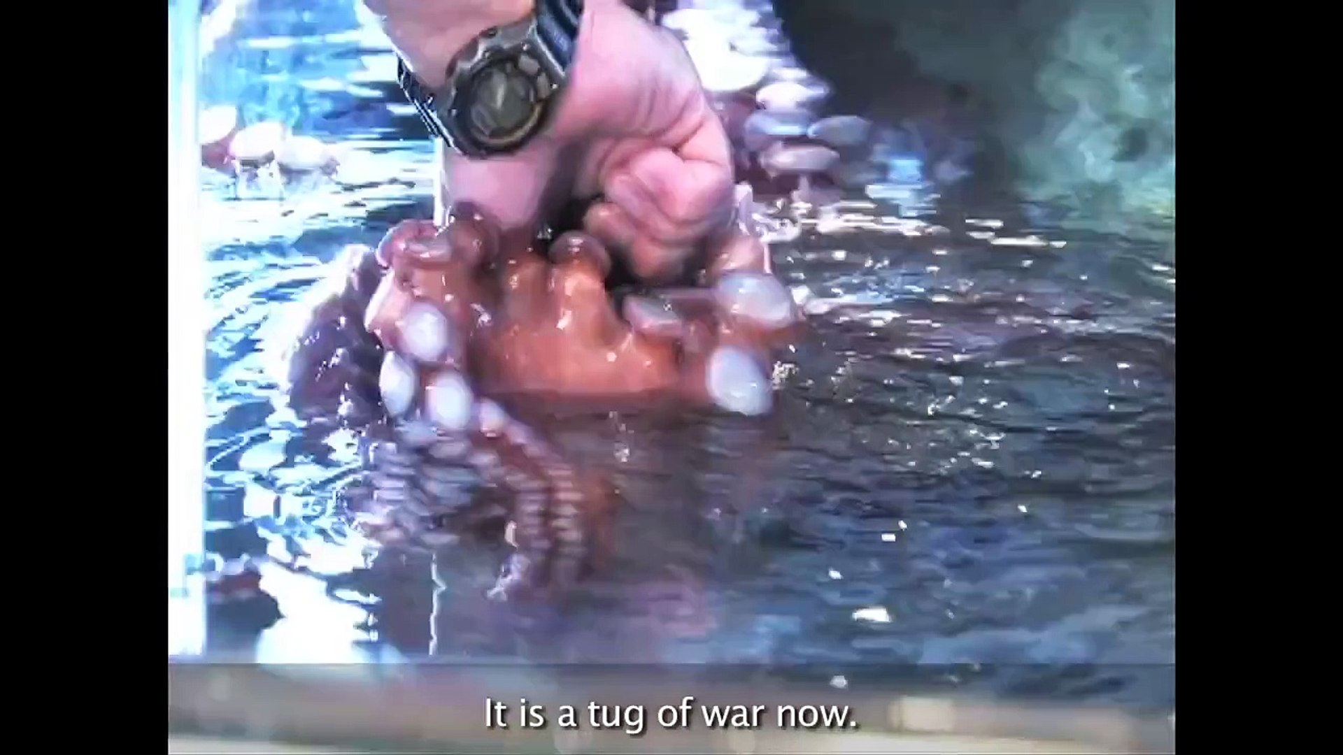 ⁣Octopus – How a Giant Pacific Octopus Eats