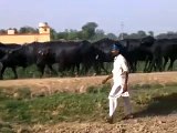 Buffalo Dairy Farm ,Lahore,Pakistan