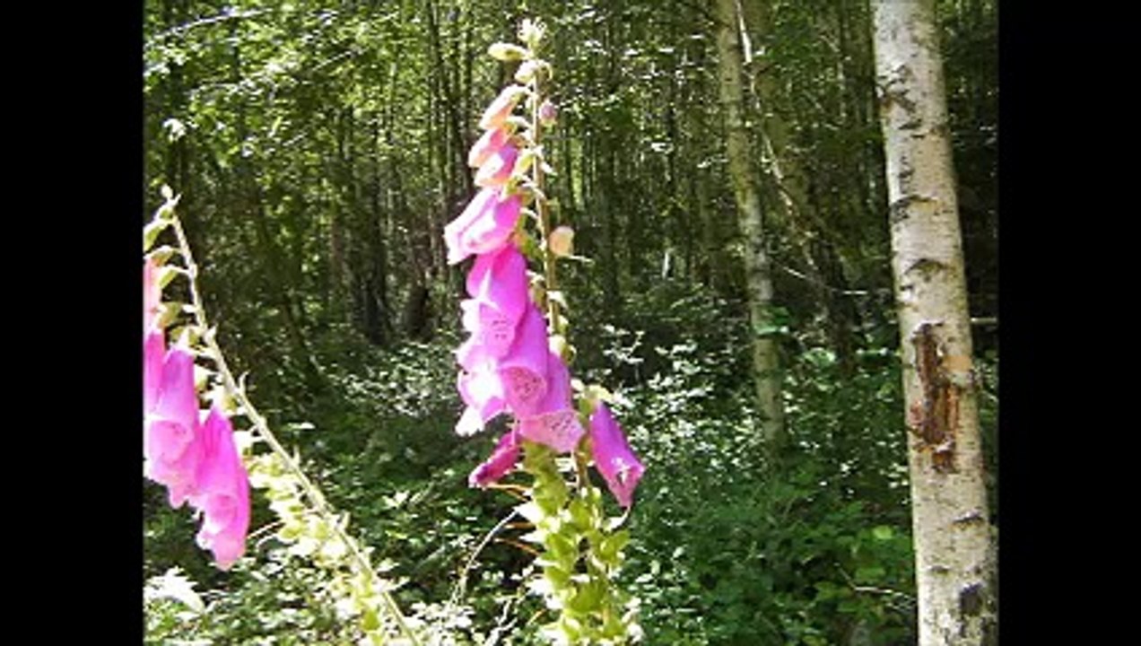 R-Bitche-Vidéo un après midi au Herrenwald