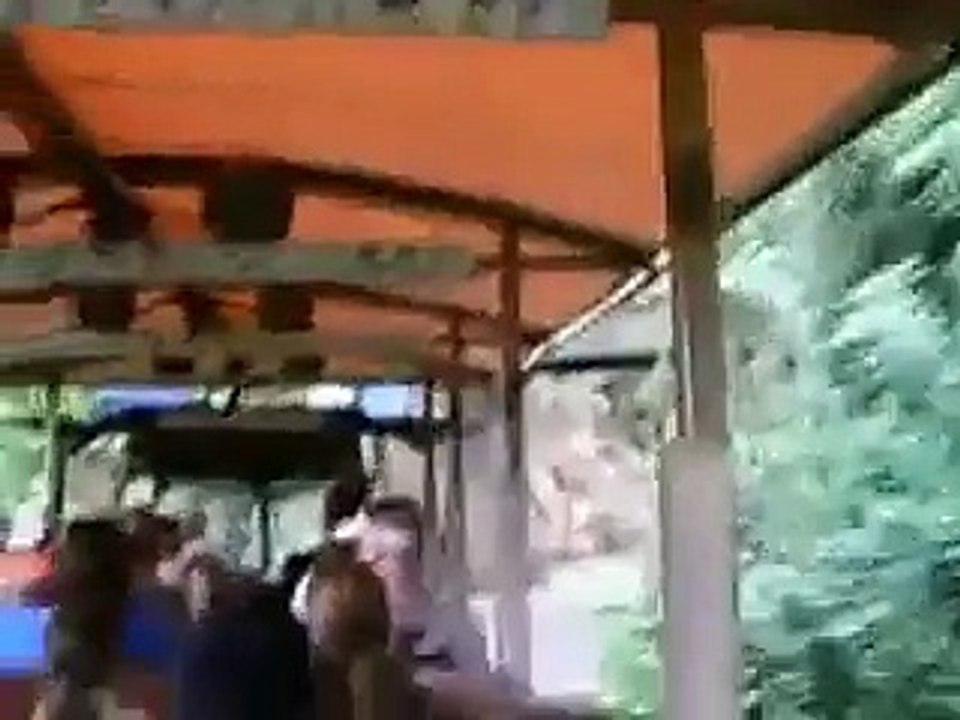 Animal Kingdom video