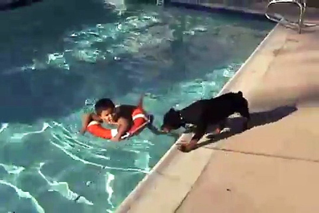 Rottweiler Puppy At The Pool