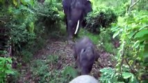 WWF インドネシア スマトラ島 子ゾウのトミィ