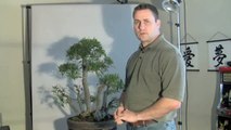 How to Bonsai - Watering a Tree - Soil Drainage