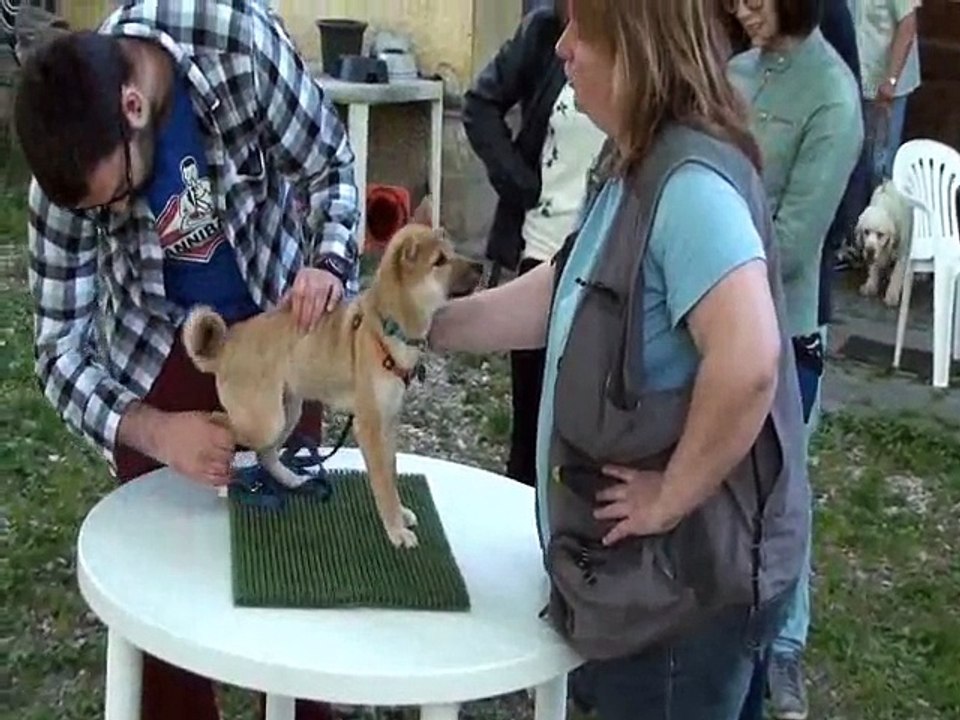 cours chiots du 23 juin 2015