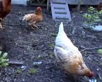 grappige kippen in de tuin