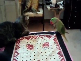 Cat vs Parrot