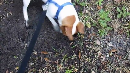 Cute dog digging a hole