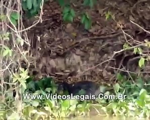 Inédito no Gugu: Ataque de onça contra jacaré no Pantanal