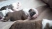 English Bulldog Puppies puppy video #2 playing and sleeping at 9 days old