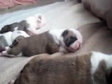 English Bulldog Puppies puppy video #2 playing and sleeping at 9 days old