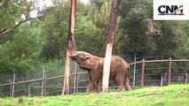 ELEPHANT VS. TREE - he SMASHES and EATS IT!!