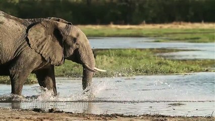 Elephants Elephants Elephants