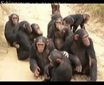 Schimpansen Tiere Animals Natur SelMcKenzie Selzer-McKenzie